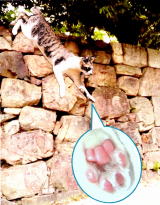 猫球イメージ